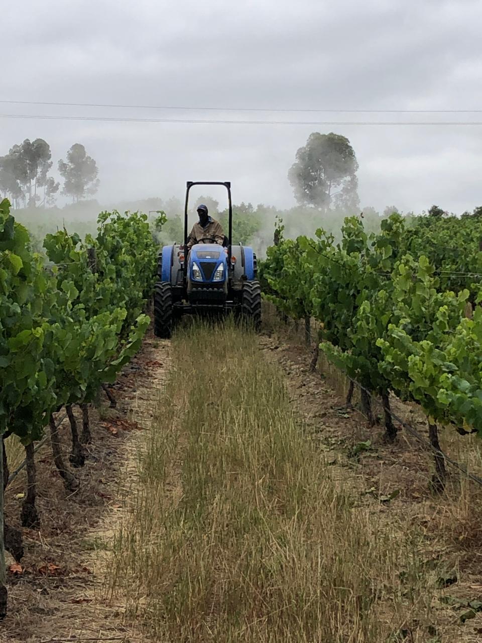 A worker driving a blue tractor down a grassy row between vineyards at Morgenhof