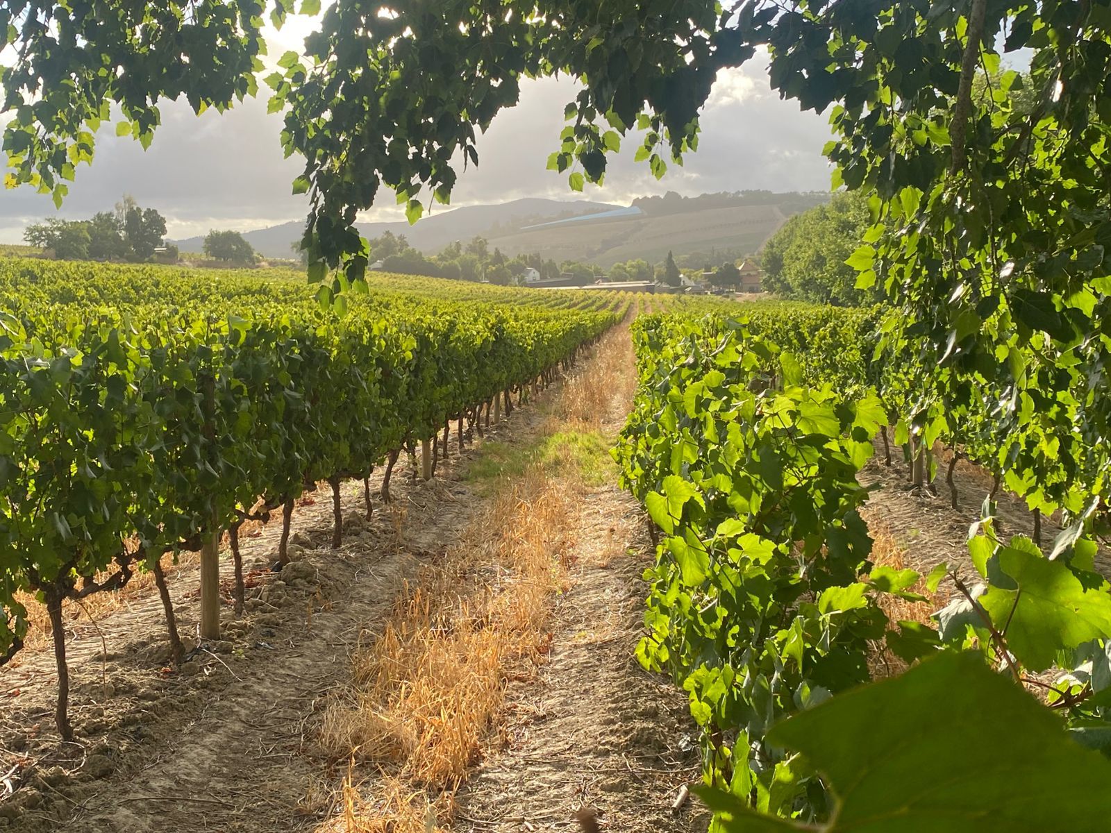 A sandy path between two rows of green vineyards leading toward the hills at Morgenhof