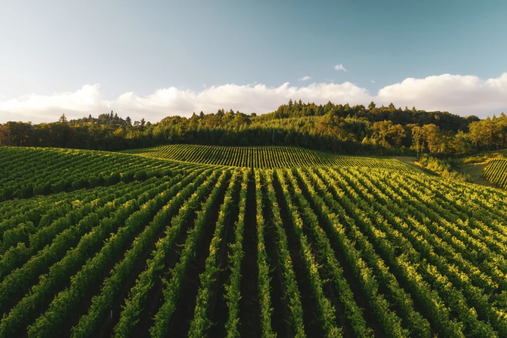 All about the best Wine