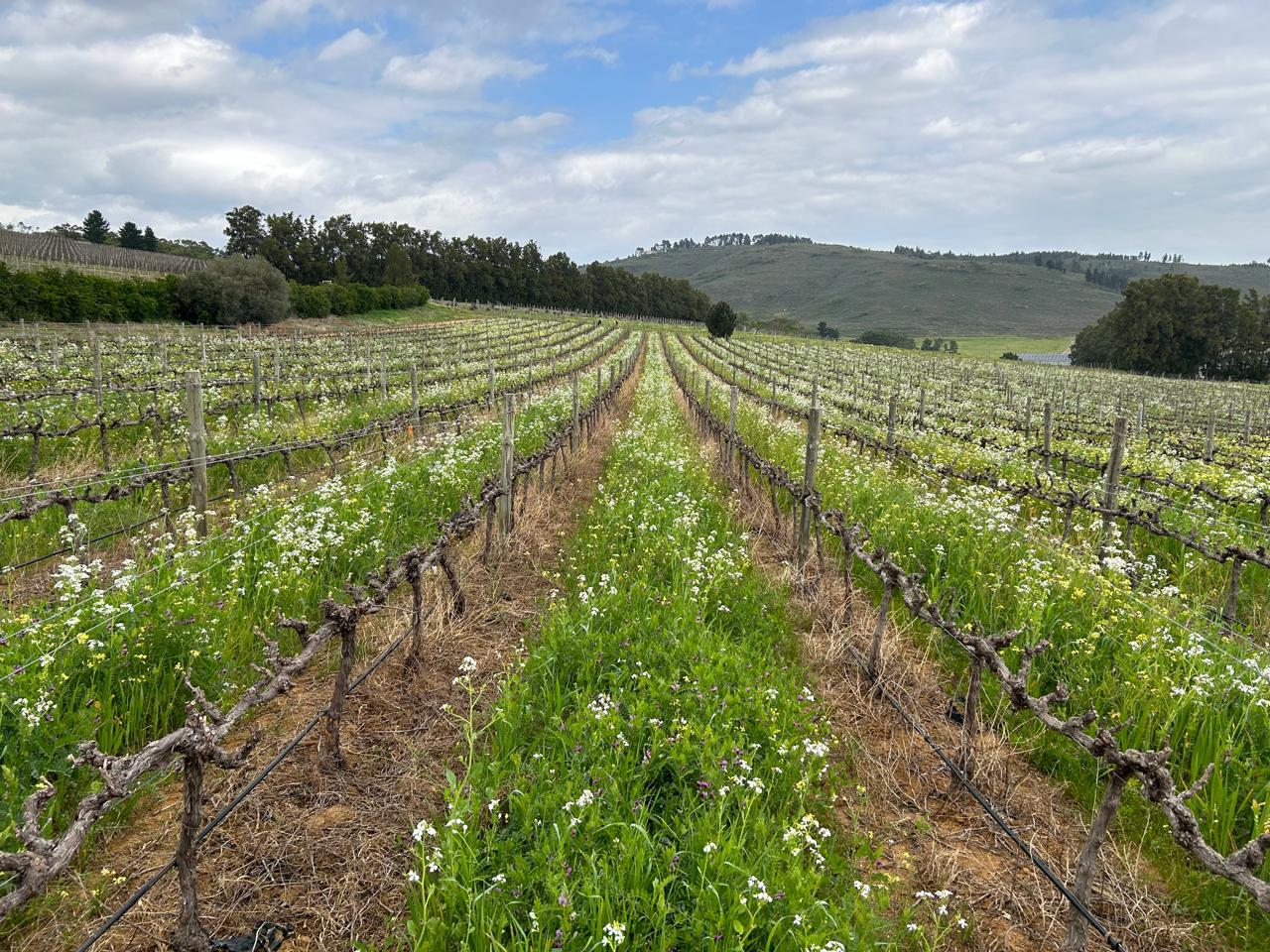 Rows of trellised vines with white wildflower cover crops between them at Morgenhof